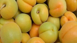 Rusya Türk kayısılarını geri gönderdi