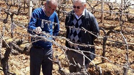 Bir gecede tüm bağ telef oldu