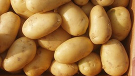 2.5 liranın altına inmezse ithal edilecek