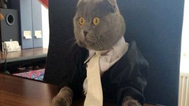 Kediyi İletişim Direktörü olarak işe aldılar!