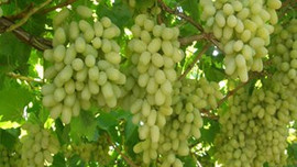 Yaprağı meyvesinden pahalı!