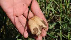 Fiyatı altınla yarışıyor kilosu...