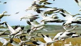 Avrupa'nın ortasında katliam!