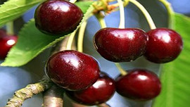 Kiraz dalında 1.5 İstanbul’da 14 TL