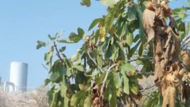 İncirler olana kadar dursaydınız bari