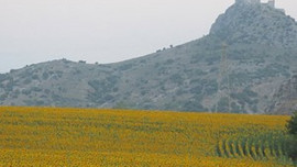 Çukurova Ayçiçeği ile Şenlendi