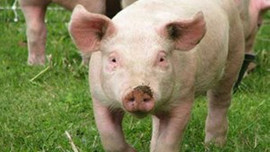 Yanlış duymadınız! Domuzdan insana organ nakli!