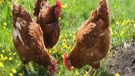 O ilde kuş gribi alarmı!