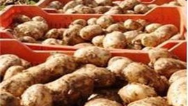 Patates fiyatları yeniden yükselişe geçti!