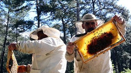 Türkiye'nin bal ihracatında süper artış!