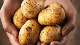 Patatesin fiyatı 2 liranın altına gdüştü