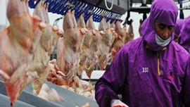 Kanatlı sektöründe "Irak" sevinci