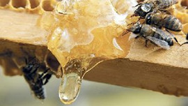 Anzer balı cep yakıyor! 850 lira!