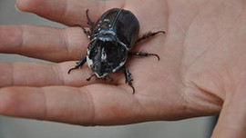 Gergedan böceği ticareti yapana ceza!