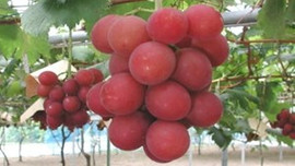 Bu üzümün salkımı 20 bin TL!