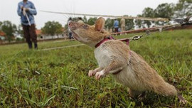 6 bin dolarlık fare eğitimi!