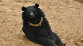 Köpek sandığı, meğer ayı imiş!