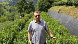 Sadece Rize'de yetişen bu bitkinin değeri 5 milyar dolar!