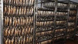 Avrupalılar balığımıza bayıldı