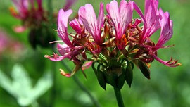 Hakkari sardunyaları ekonomiye katkı sağlayacak