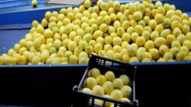 Limon fiyatı yükseliyor