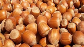 Fındık üretimde büyük belirsizlik