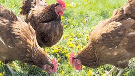 Yine tavuk yine oyun! Bayat tavuğa soda temizliği