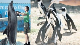 Yunanistan'da hayvanlar bile aç kaldı