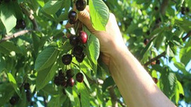 Türk kirazına Rus krizi vurgunu!