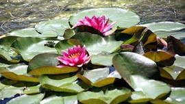 Nilüfer koparana 38 bin lira ceza!