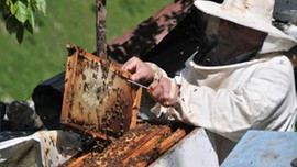 Anzer balına talep yağıyor