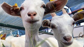 Et fiyatları tırmandı!