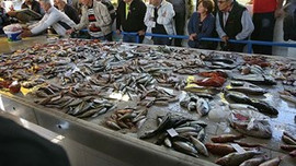 Türkiye'de balık azalıyor!