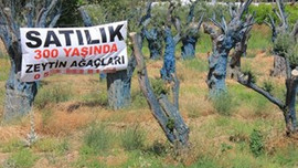 300 yıllık zeytin ağaçları 5 bin TL'ye satılıyor