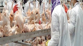 Haziran ayı sadece 100 milyon tavuk...