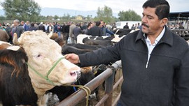 Kurban Bayramı'ndan 15 gün önce....