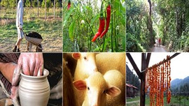 6 bin lira veriyorlar!