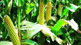 Mısır üretiminde rekor!