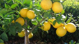 Limon fiyatları uçtu gidiyor...