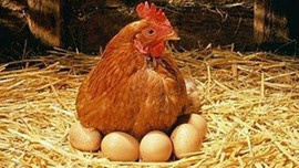 Yumurta'ya 'kuş gribi' darbesi!