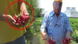 420 biber karıştırdı yeni bir tür çıkardı!