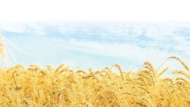 Buğdayda rekor verim