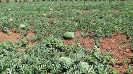 Fiyatı düştü karpuzlar tarlada kaldı!