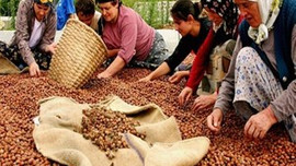 Fındıkta yüksek fiyat beklentisi!