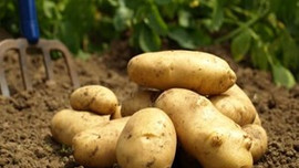 Patateste beklenti yüksek!