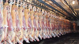 Et ve Süt Kurumu karkas et satışına başladı