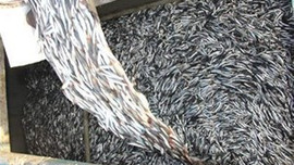 Av yasağına günler kala balıkçılar hazır!