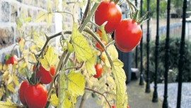 Kendi bahçenizde organik sebze yetiştirin