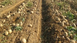 Patates hastalandı, zam yolda!