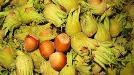 Fındık harman oldu!